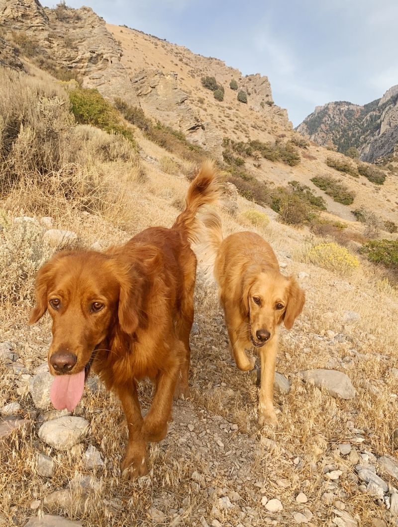 Salazar Road Vet Clinic - dogs hiking