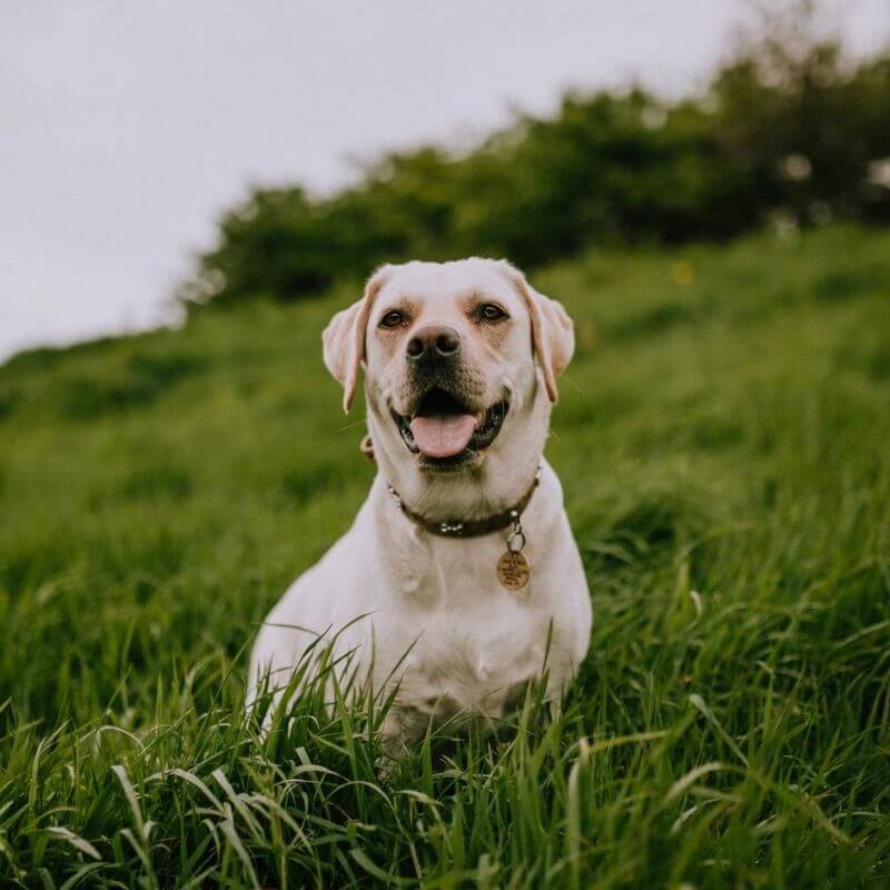 Smiling dog in the grass