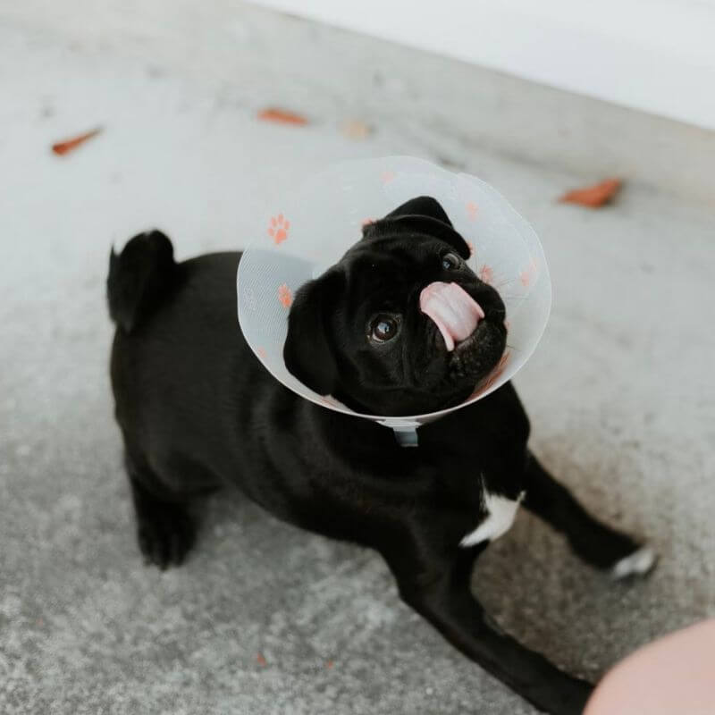 Pug with a cone on