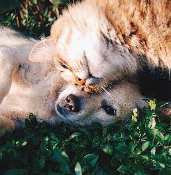 Cat and Dog cuddling