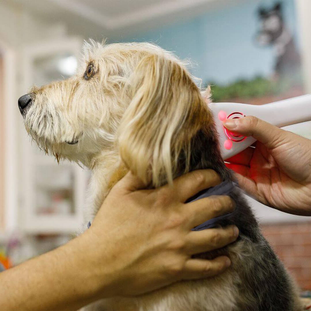 Pet cold laser therapy header image Pet cold laser therapy