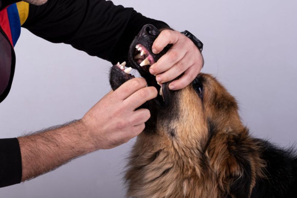 A vet carefully examining a dog's teeth