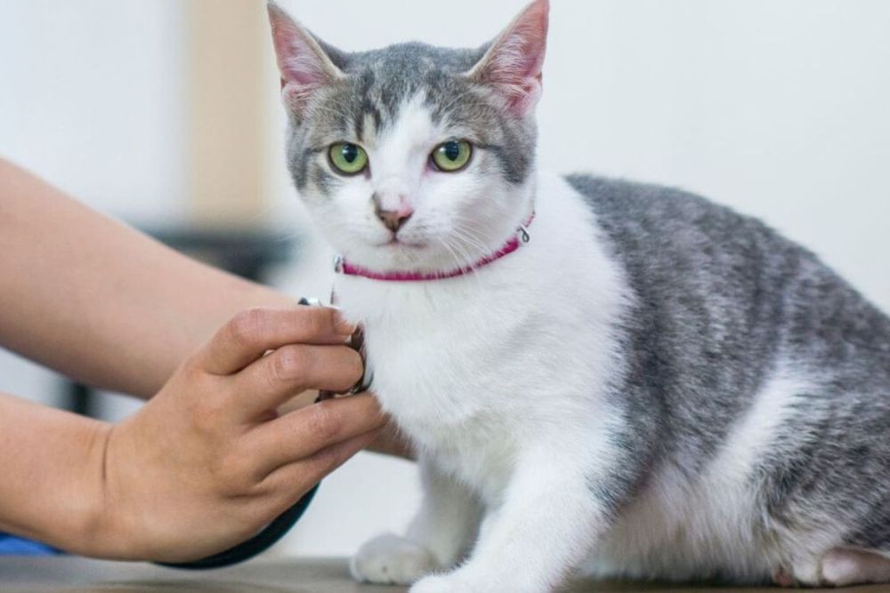 Cat wellness A vet examines a cat