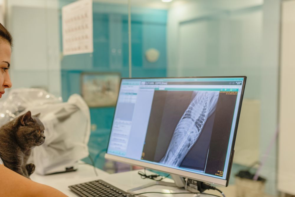 Cat X-ray image A vet examines an X-ray image of a cat