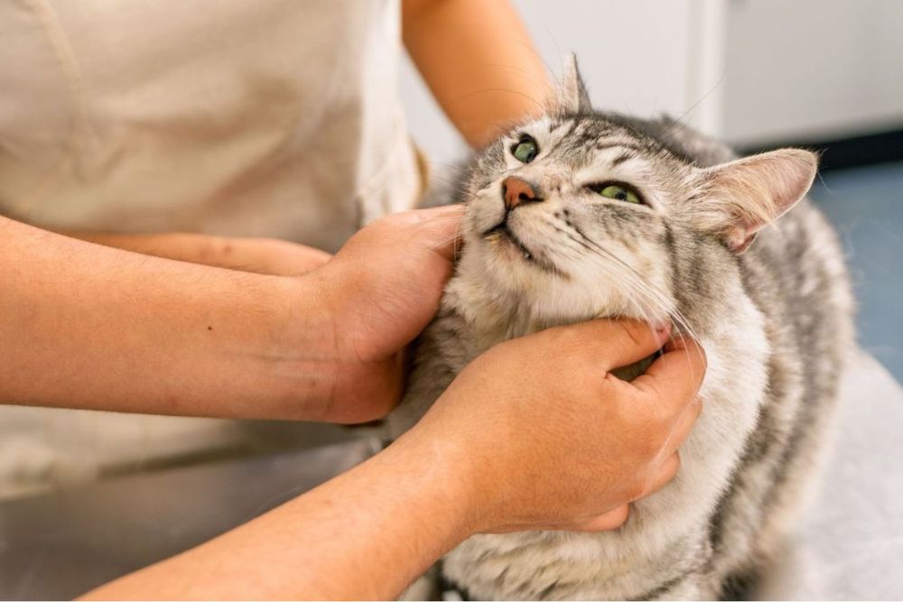 Pet pain management A vet petting a cat
