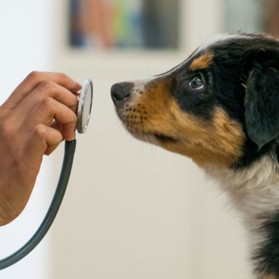 Dog wellness care