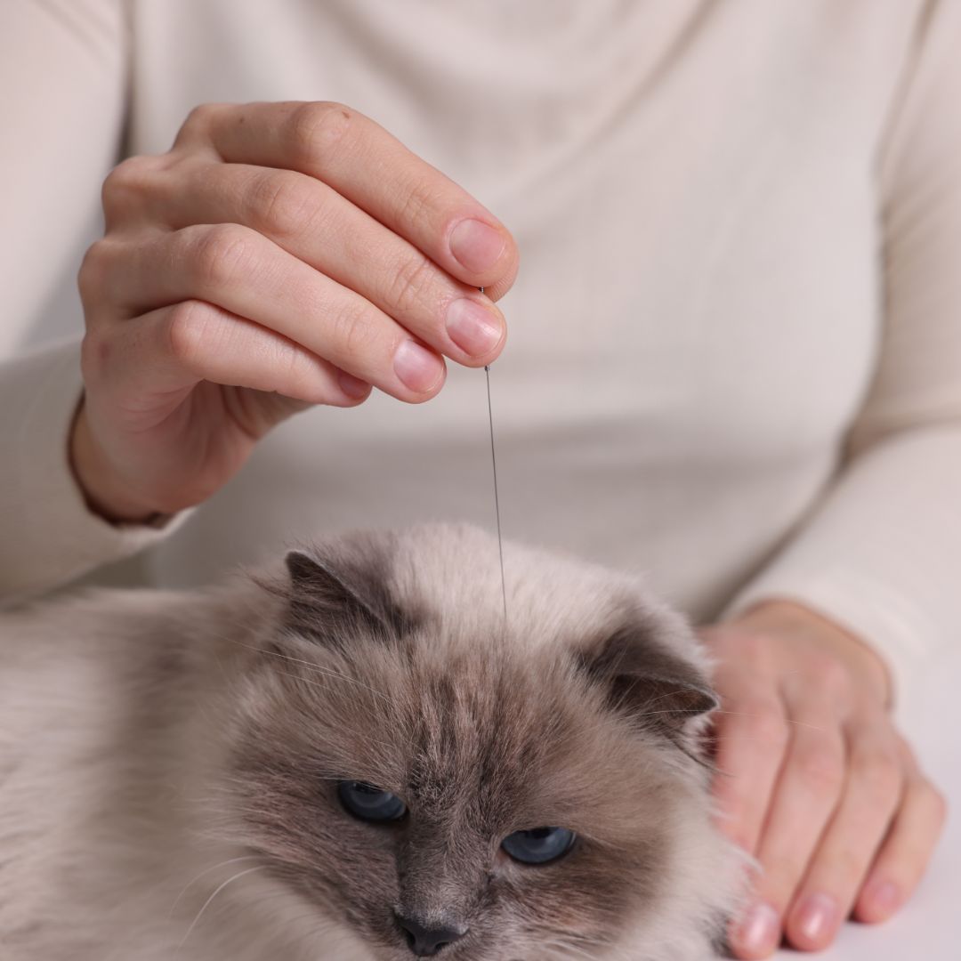 Pet dentistry header image Pet dentistry