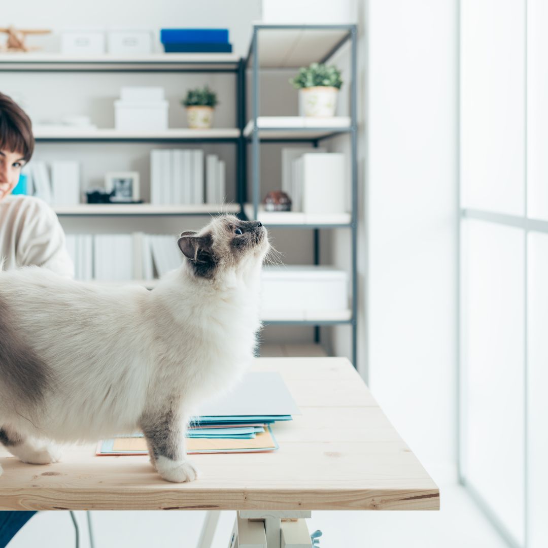 Cat on a desk