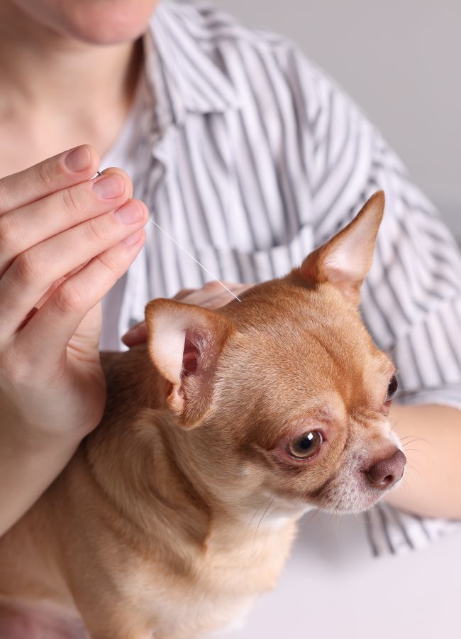 Dog acupuncture service Dog acupuncture