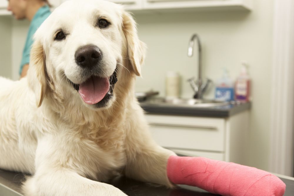 Dog surgery Pet soft tissue and orthopedic surgery