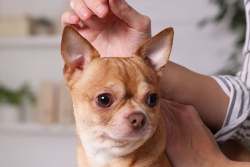 Pet acupuncture service Pet acupuncture