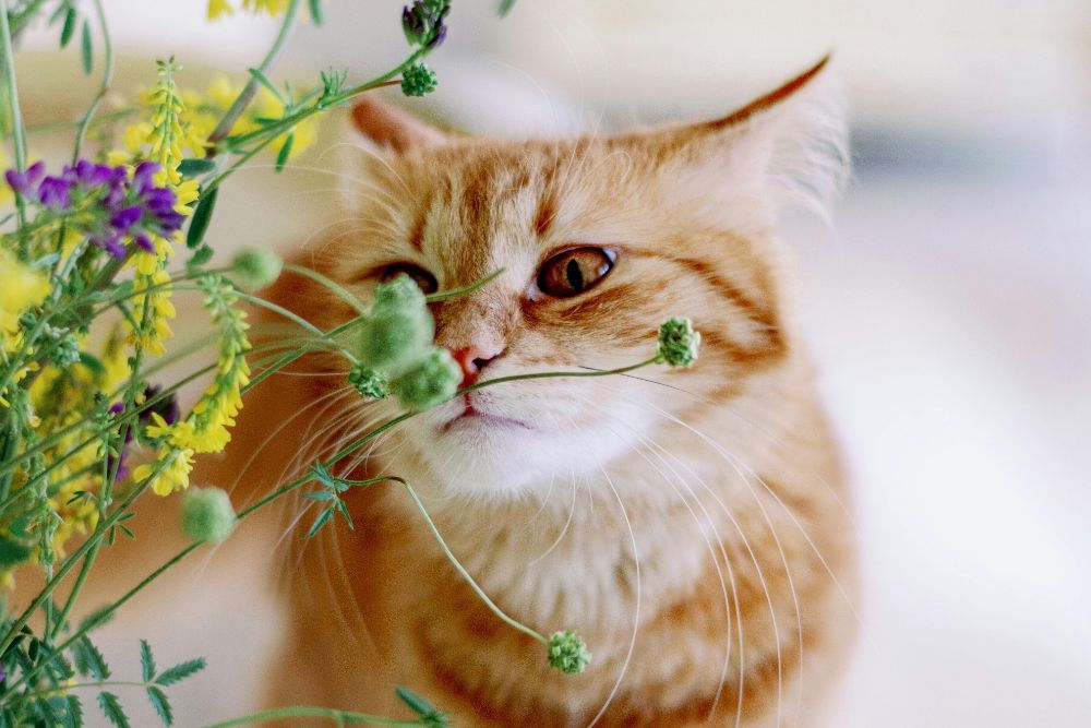 Pet Medicine Cat herbal medicine