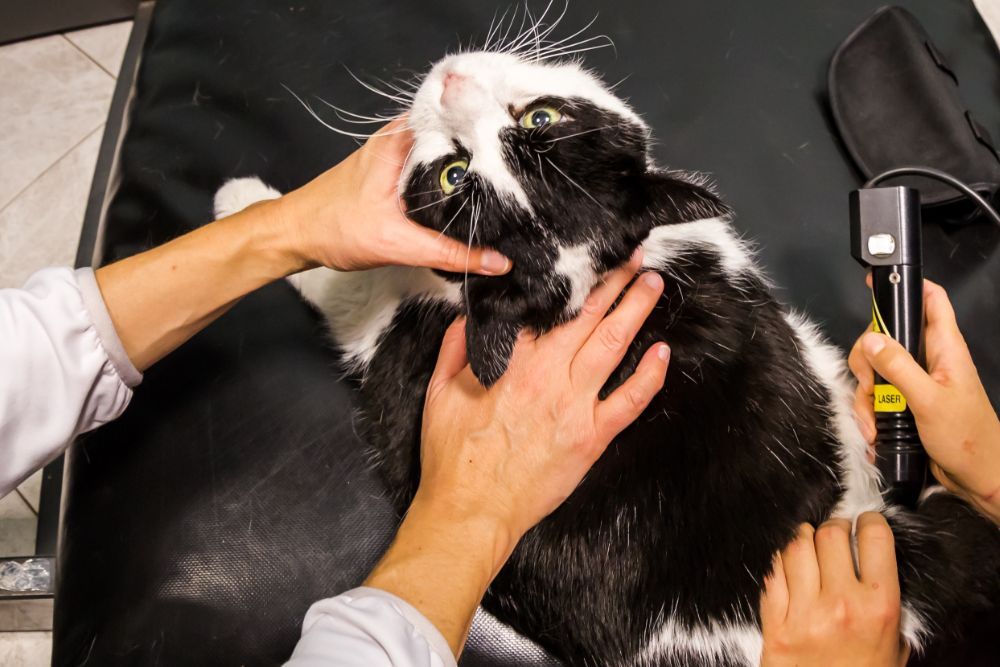 Pet laser therapy service Pet laser therapy