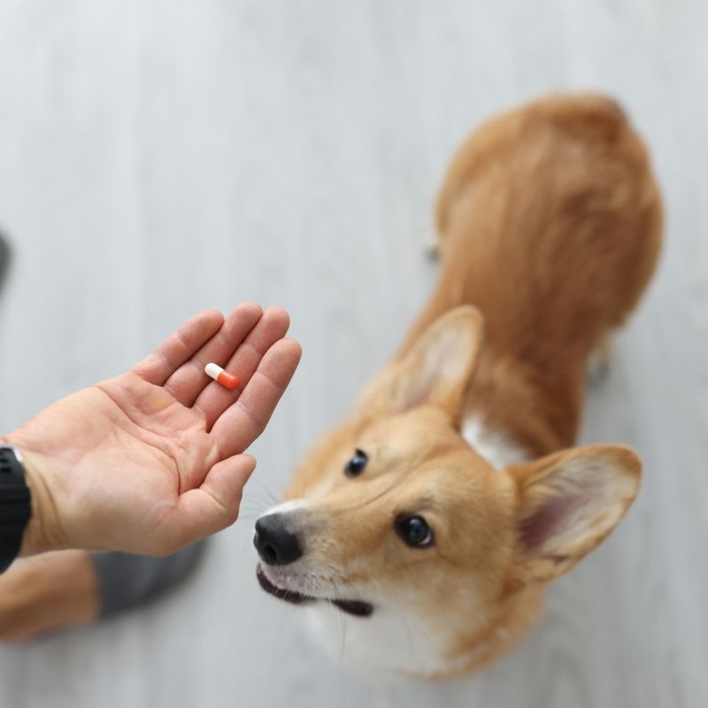 Pet herbal medicine header image Pet herbal medicine