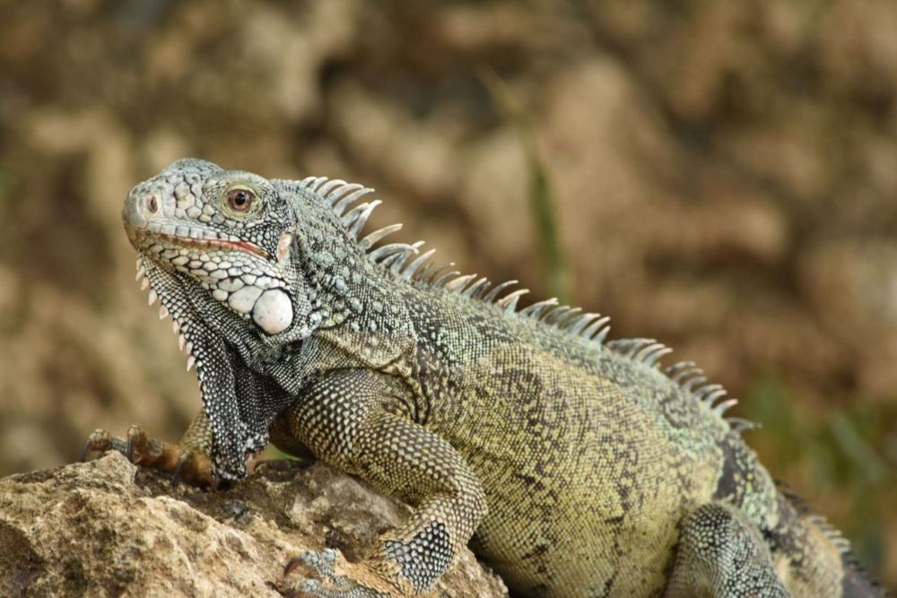 Reptile care Reptile