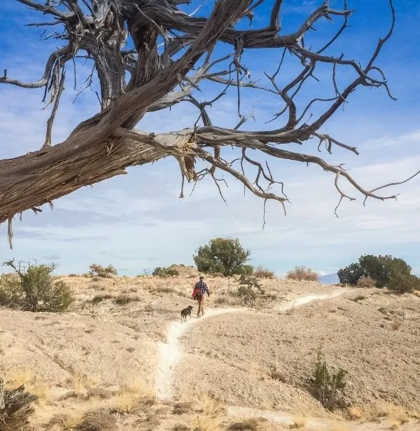 homepage-header-image A man walks his dog on a scenic trail
